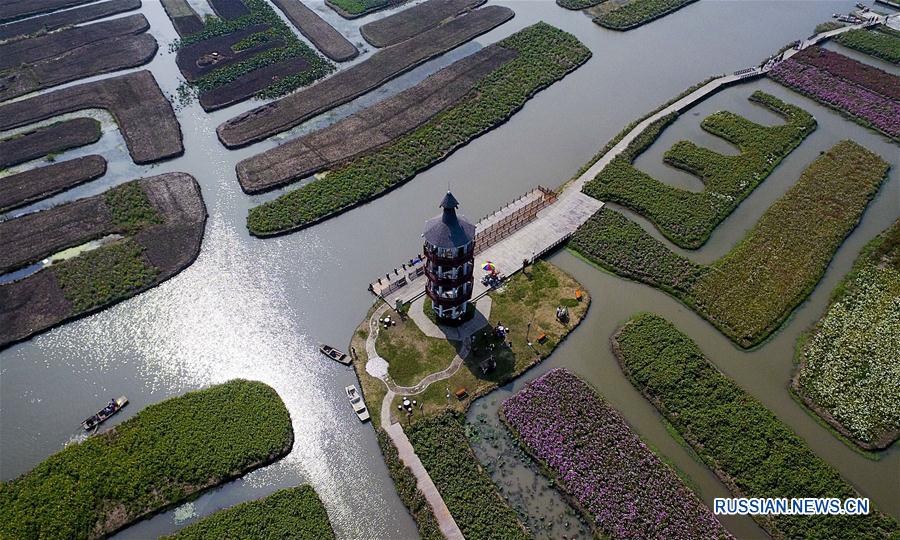 Море осенних цветов в Цзянсу