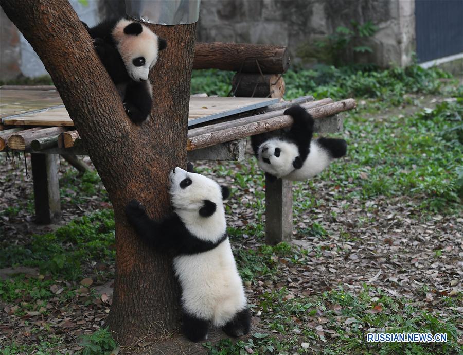 （社會）（1）重慶動物園三只大熊貓幼崽集體亮相