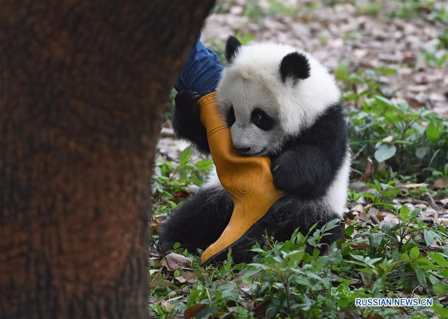 （社會）（5）重慶動物園三只大熊貓幼崽集體亮相