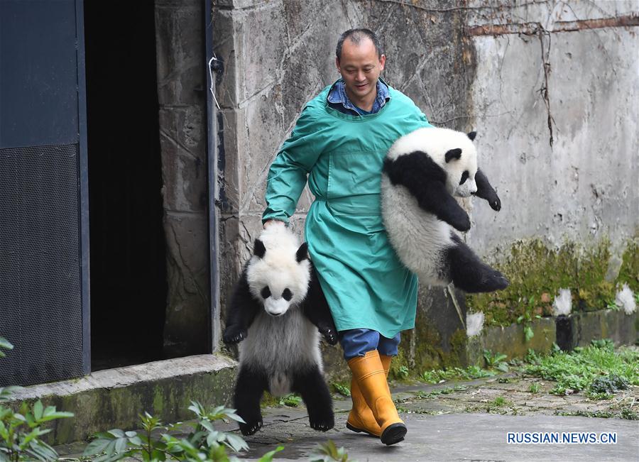 （社會）（9）重慶動物園三只大熊貓幼崽集體亮相