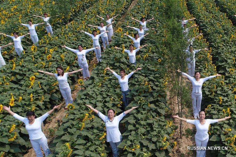 Йога среди подсолнухов