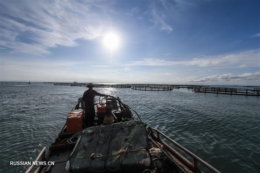 Лов больших желтых горбылей и мидий на морских фермах в поселке Наньцзи