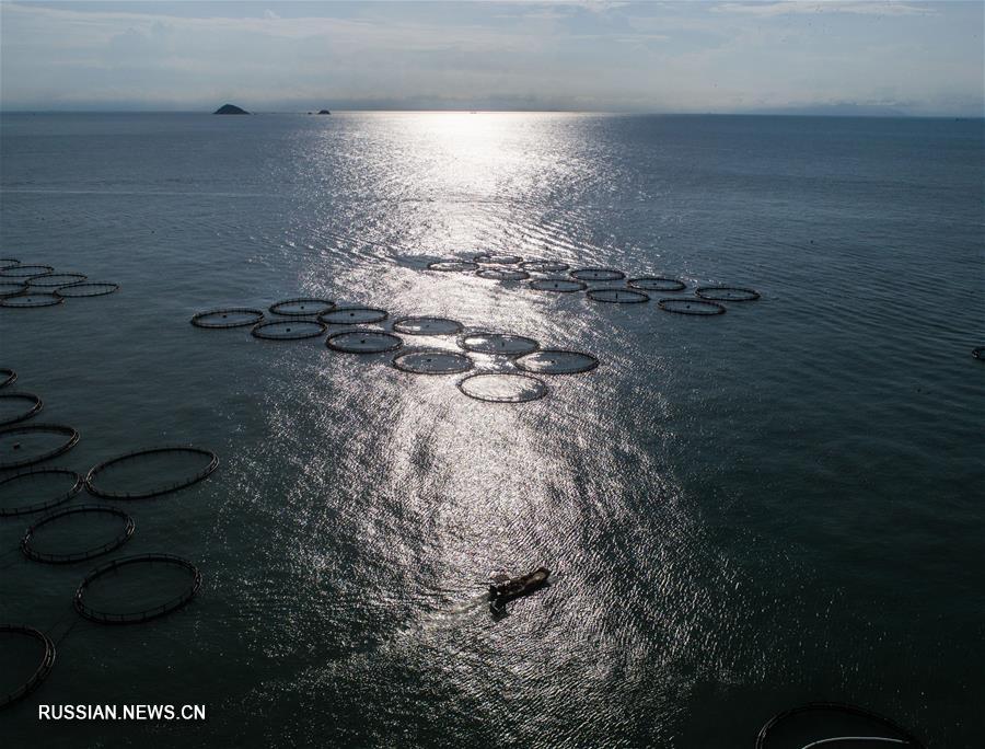 Лов больших желтых горбылей и мидий на морских фермах в поселке Наньцзи