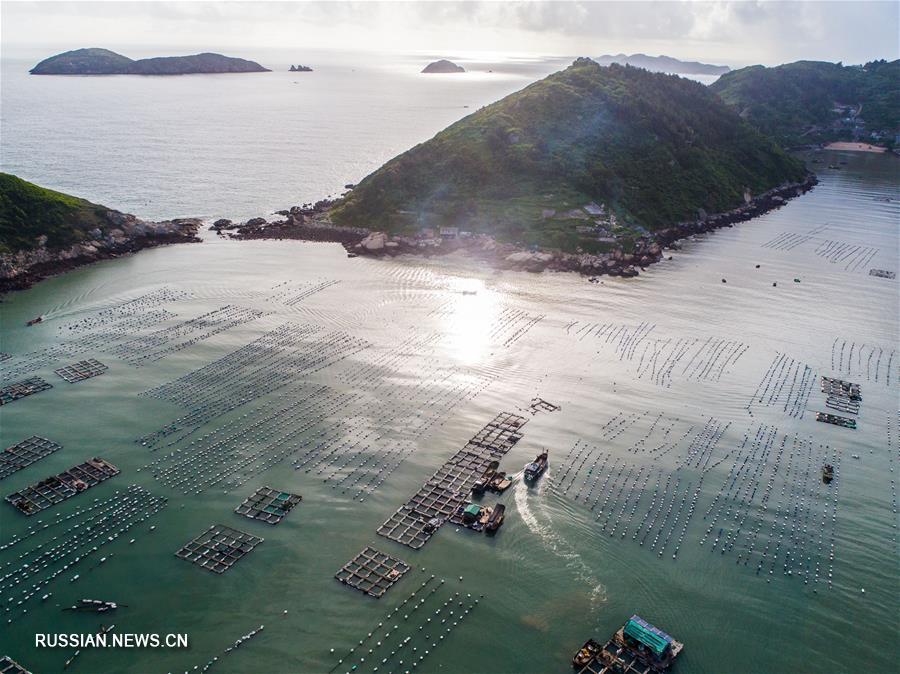 Лов больших желтых горбылей и мидий на морских фермах в поселке Наньцзи