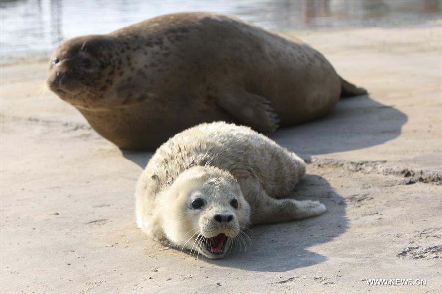 #CHINA-SHANDONG-YANTAI-SEALS(CN) 