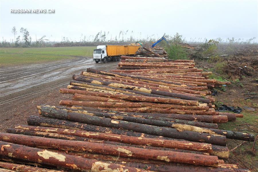 В Беларуси после урагана приостановят плановую рубку леса