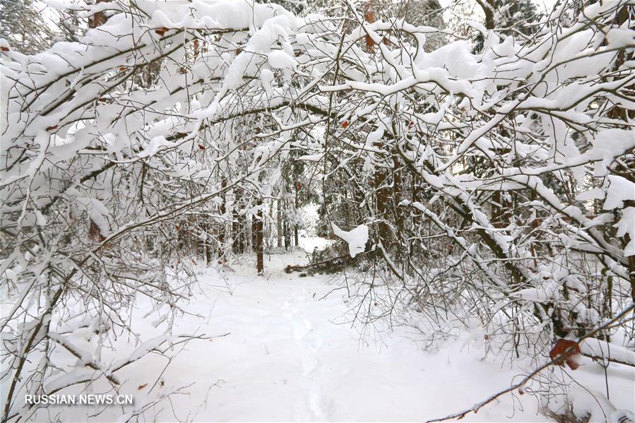 Зимний лес в Беларуси