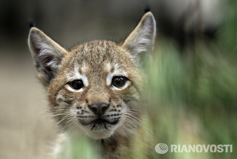 Домашняя кошка выкормила детеныша рыси в зоопарке Новосибирска