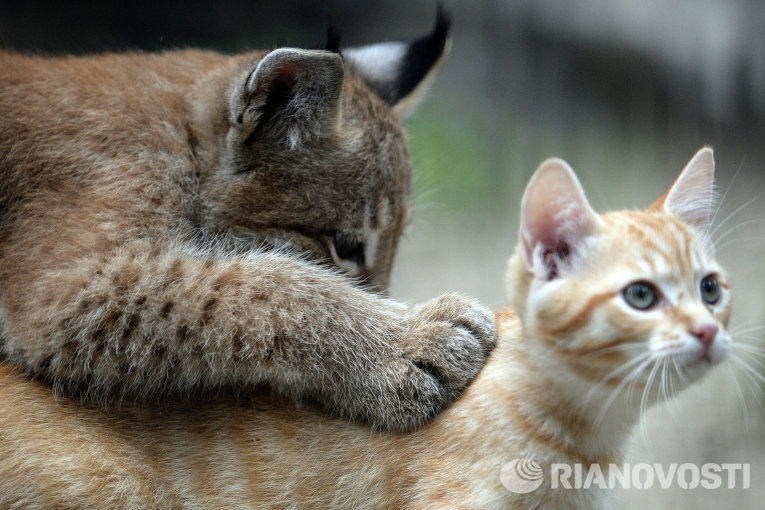 Домашняя кошка выкормила детеныша рыси в зоопарке Новосибирска