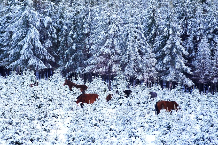 #CHINA-XINJIANG-HAMI-SNOW(CN)