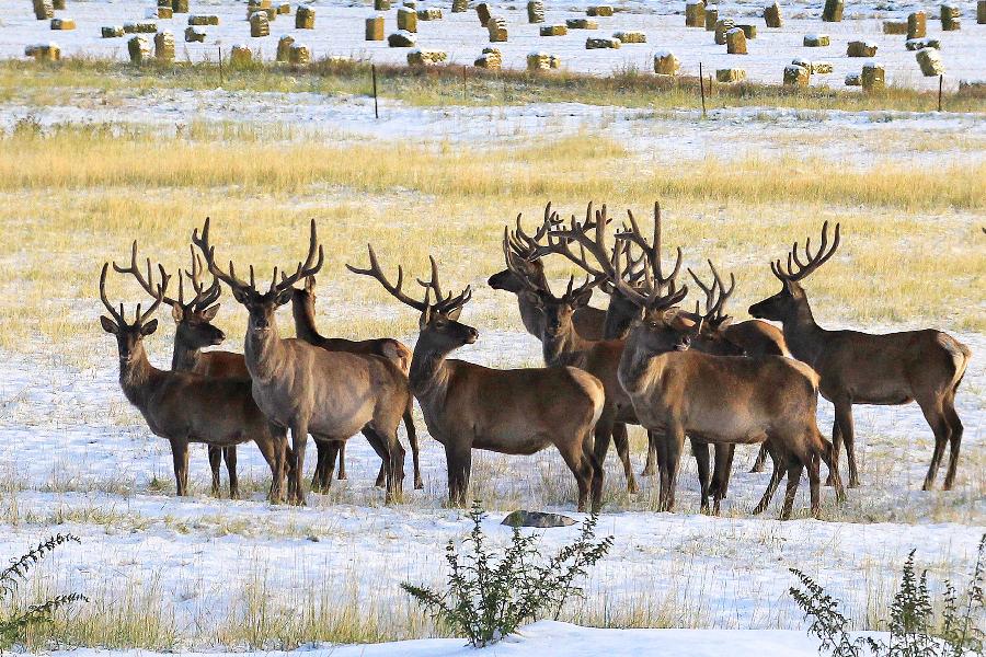 #CHINA-XINJIANG-HAMI-SNOW(CN)