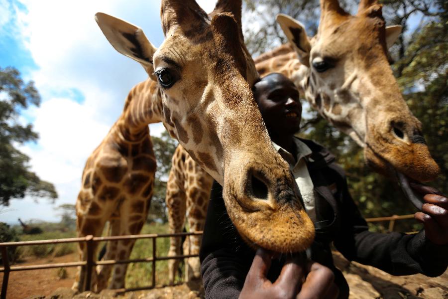 KENYA-NAIROBI-ENVIRONMENT-GIRAFFE CENTER