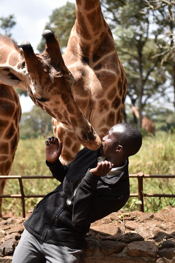 KENYA-NAIROBI-ENVIRONMENT-GIRAFFE CENTER