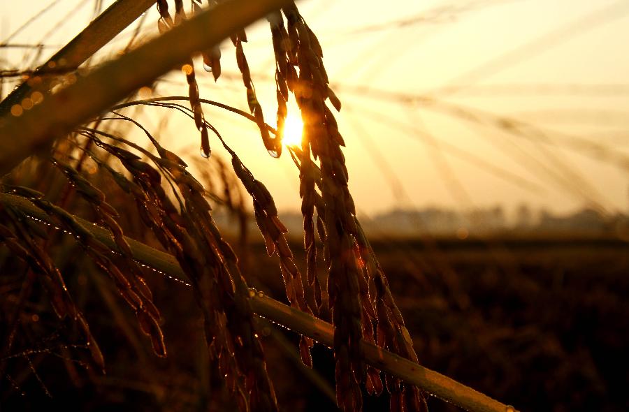 #CHINA-JIANGXI-RICE FIELDS (CN)