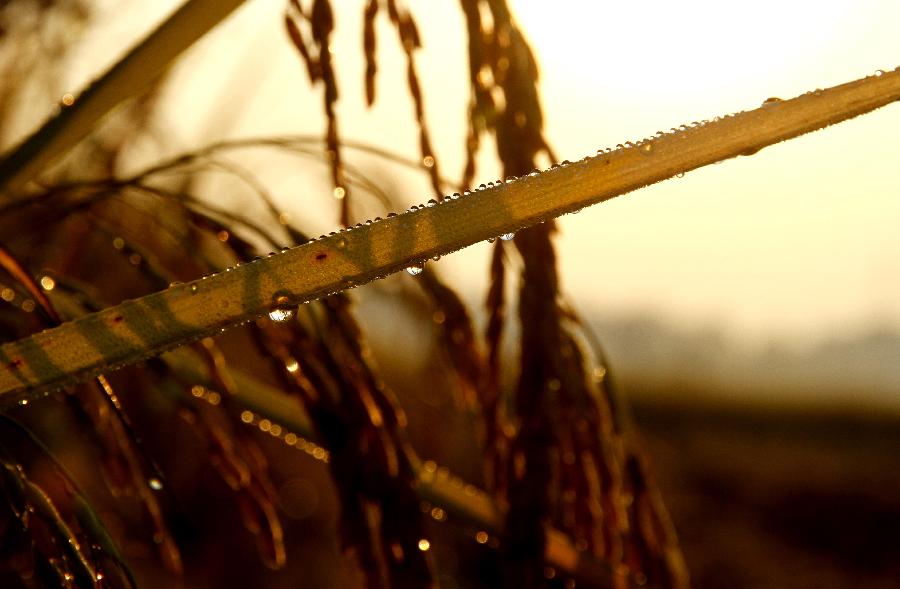 #CHINA-JIANGXI-RICE FIELDS (CN)