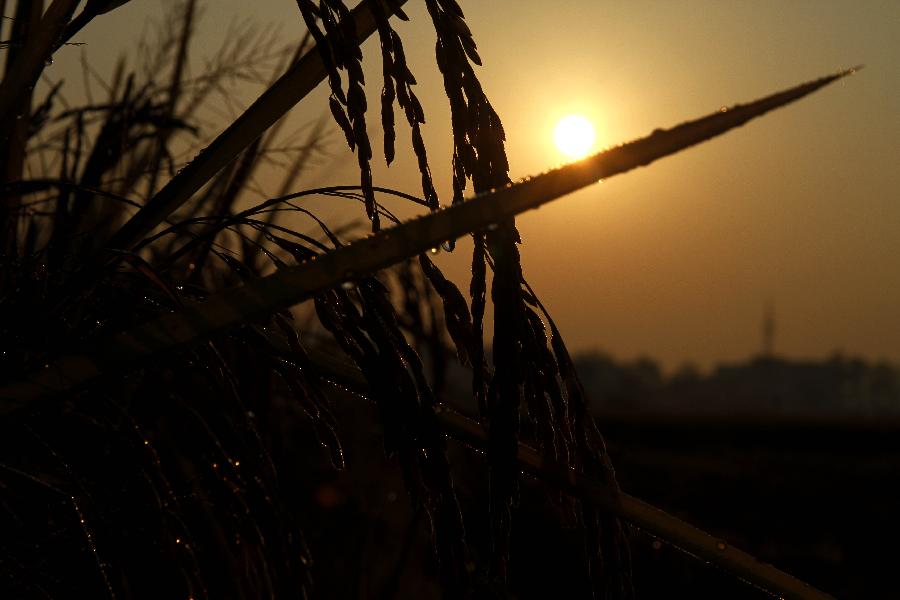 #CHINA-JIANGXI-RICE FIELDS (CN)