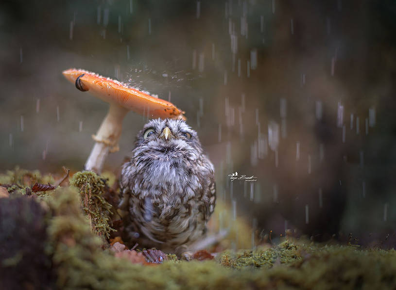 一只在蘑菇底下避雨的貓頭鷹