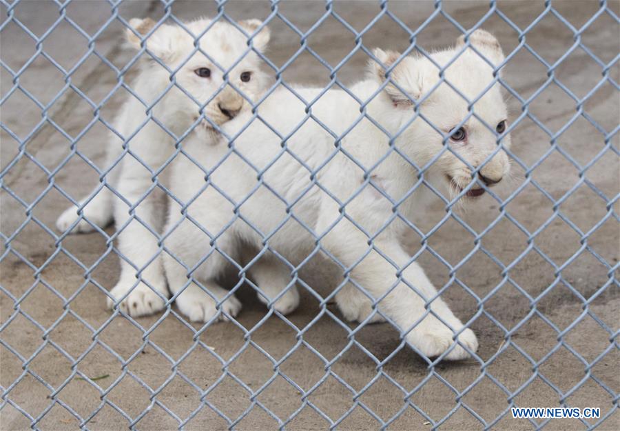 （XHDW）（1）多倫多動(dòng)物園白獅四胞胎亮相