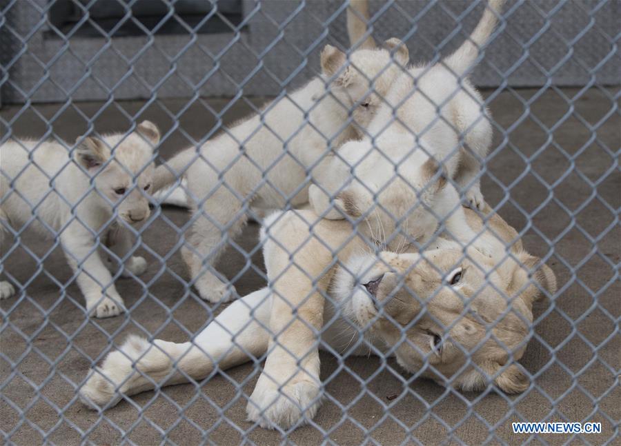 （XHDW）（4）多倫多動物園白獅四胞胎亮相