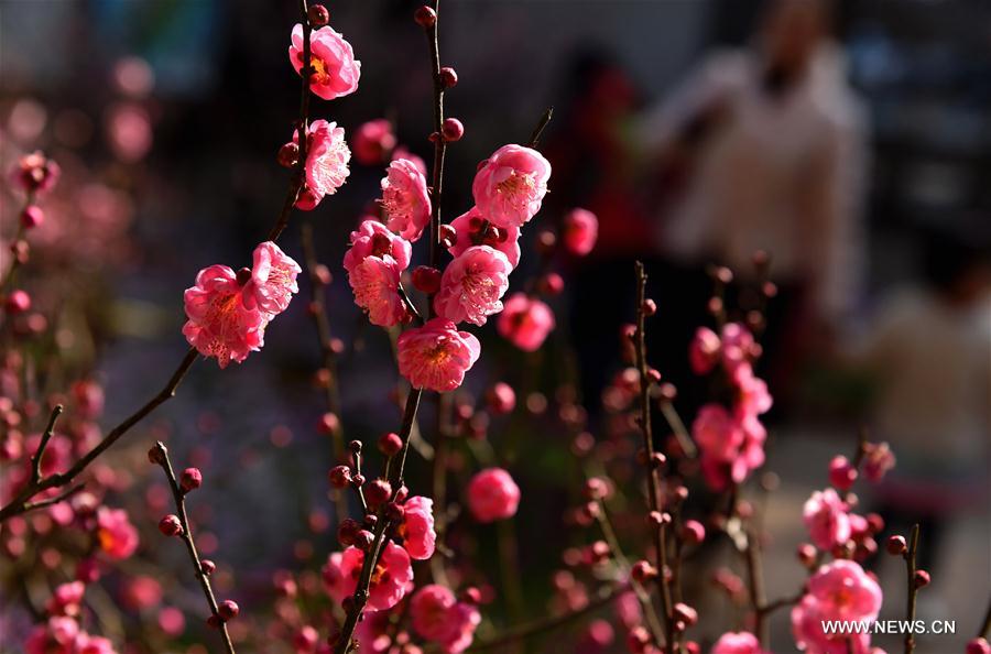 CHINA-YUNNAN-PLUM BLOSSOMS (CN)