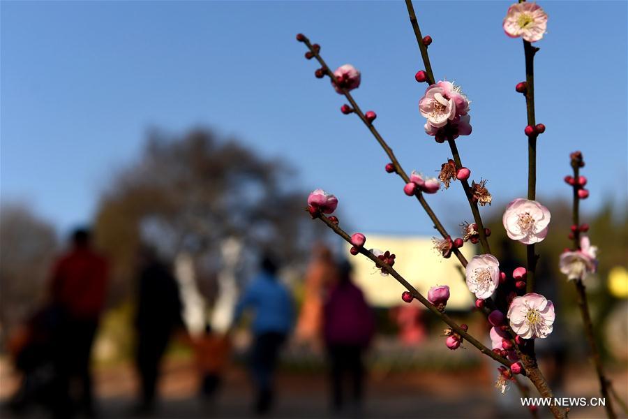 CHINA-YUNNAN-PLUM BLOSSOMS (CN)