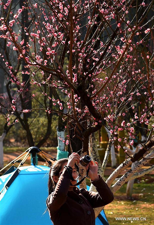 CHINA-YUNNAN-PLUM BLOSSOMS (CN)