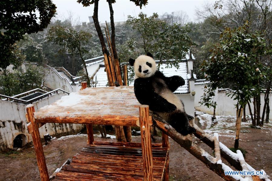 #CHINA-ANHUI-HUANGSHAN-PANDA (CN)