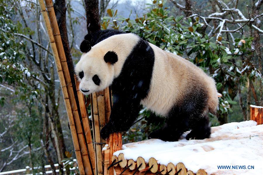 #CHINA-ANHUI-HUANGSHAN-PANDA (CN)