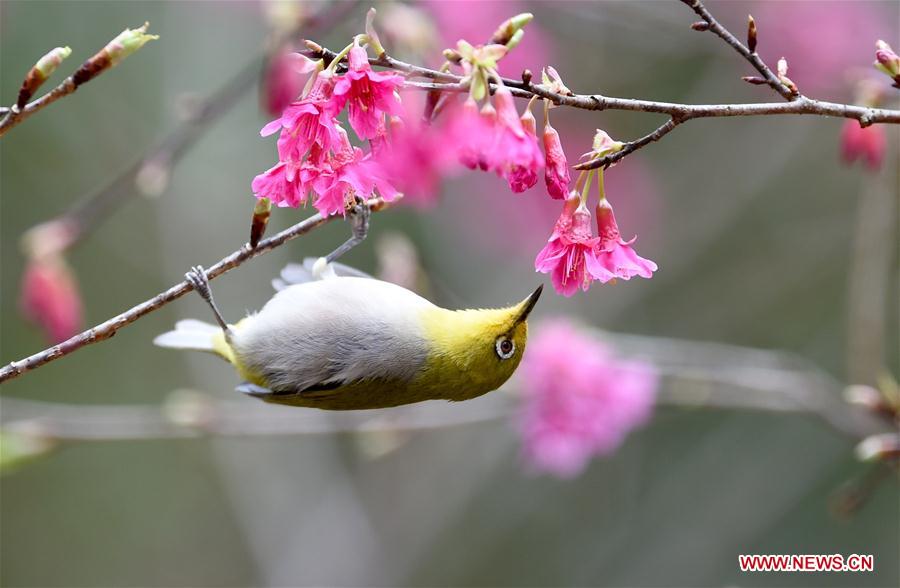 CHINA-FLOWER BLOSSOM-TEMPERATURE RISE (CN) 