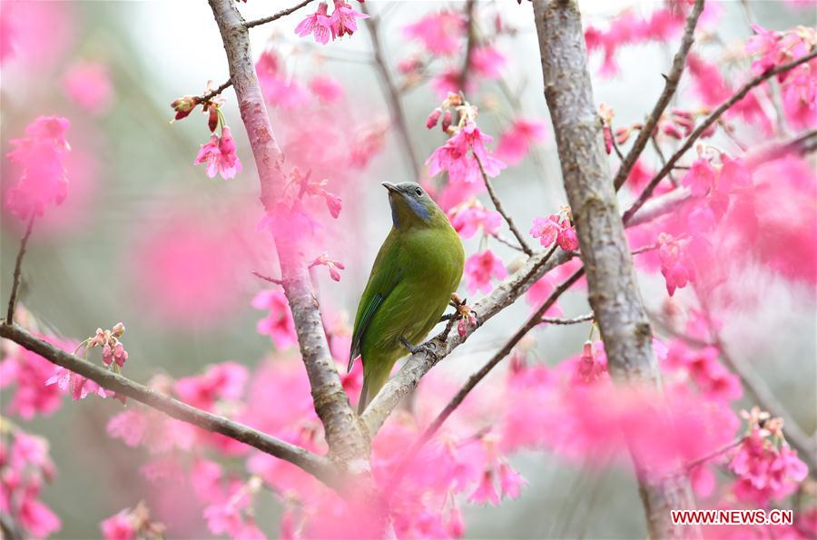 CHINA-FLOWER BLOSSOM-TEMPERATURE RISE (CN) 