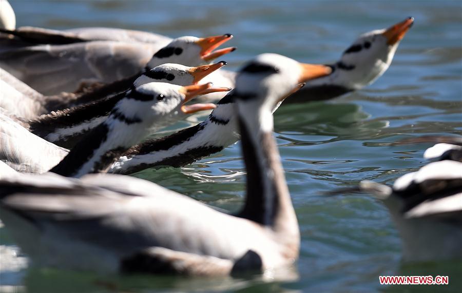 CHINA-TIBET-LHASA-MIGRATORY BIRDS (CN) 