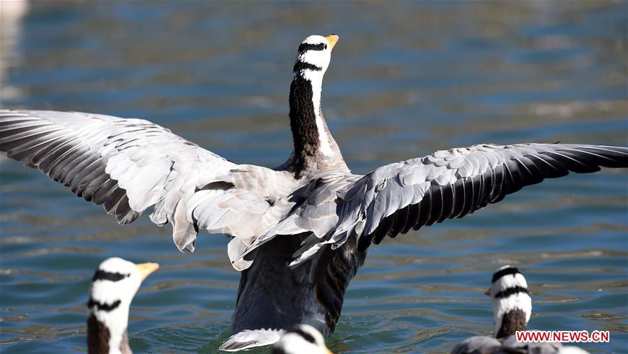 CHINA-TIBET-LHASA-MIGRATORY BIRDS (CN) 