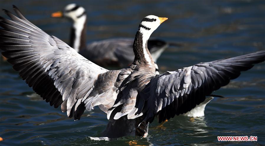 CHINA-TIBET-LHASA-MIGRATORY BIRDS (CN) 