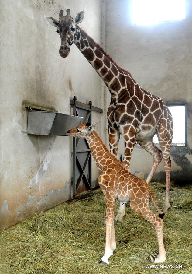 #（晚報）（1）蘇州動物園喜添長頸鹿寶寶