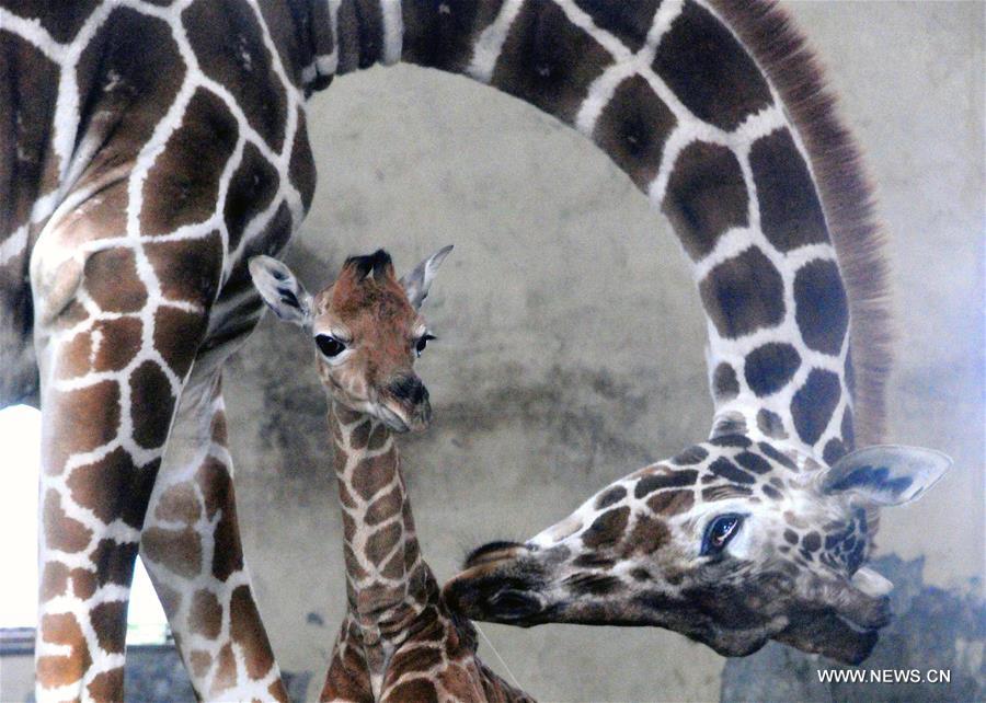 #（請以此署名為準(zhǔn)）（晚報）（2）蘇州動物園喜添長頸鹿寶寶