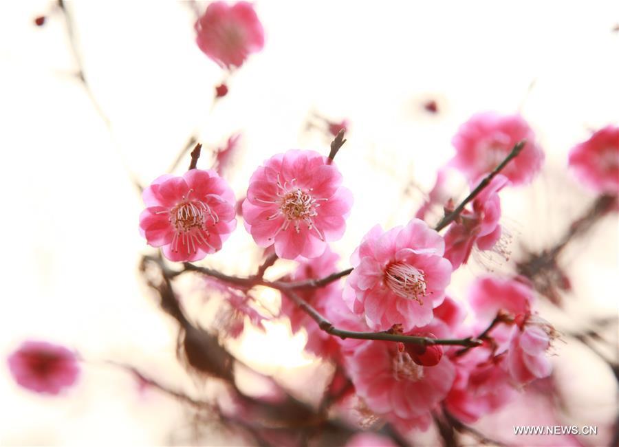 #CHINA-JIANGSU-TAIZHOU-PLUM FLOWERS(CN)