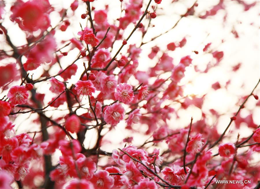 #CHINA-JIANGSU-TAIZHOU-PLUM FLOWERS(CN)