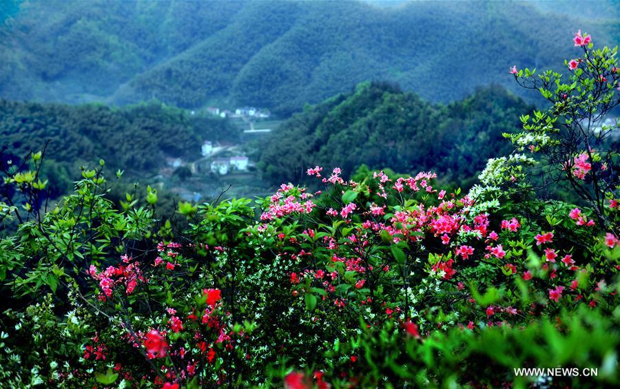 （春季美麗生態(tài)）（3）春光明媚大別山