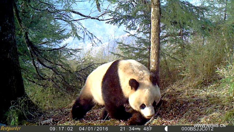 CHINA-GANSU-WILD GIANT PANDA (CN)