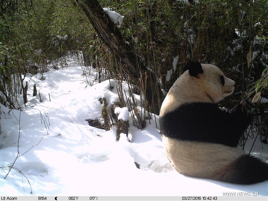 CHINA-GANSU-WILD GIANT PANDA (CN)