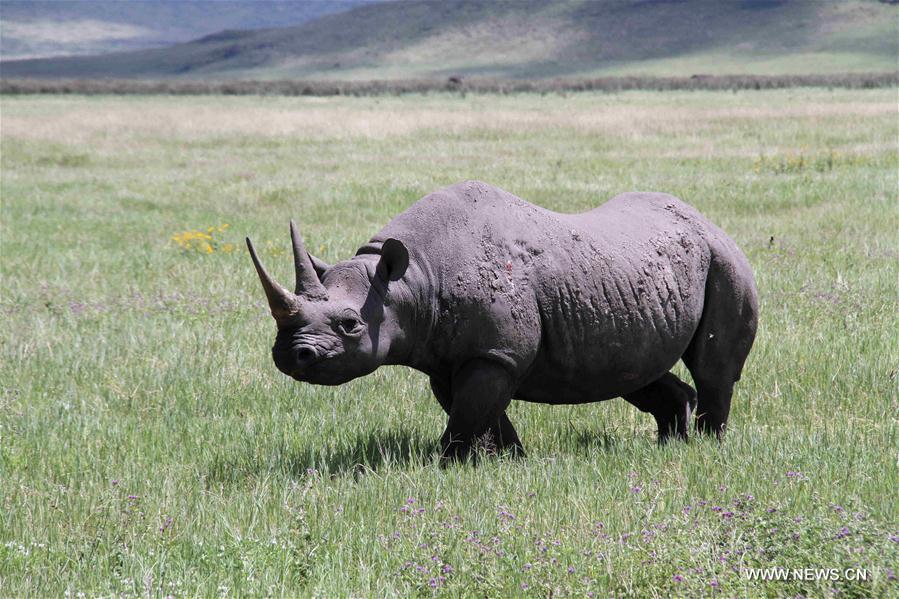 TANZANIA-NGORONGORO CRATER-ANIMAL