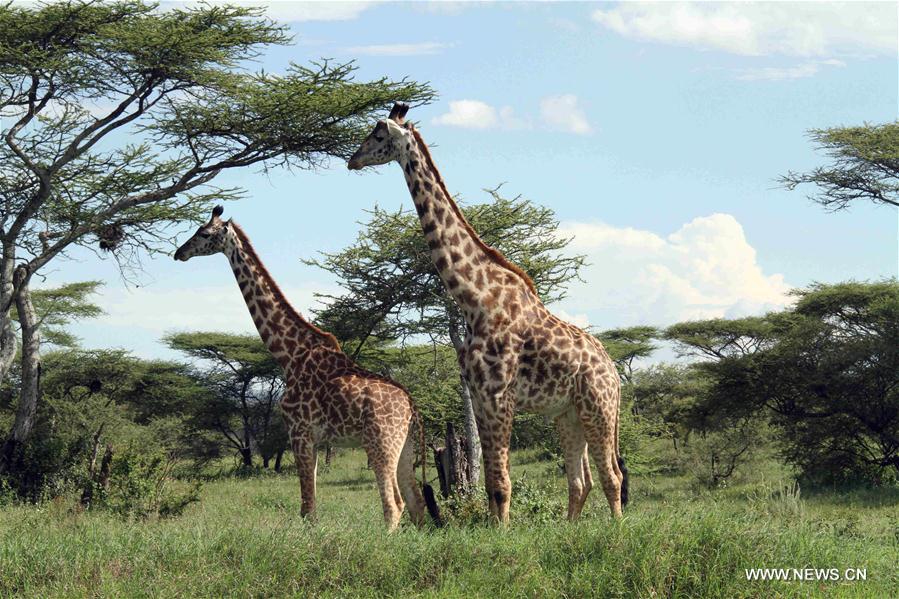 TANZANIA-NGORONGORO CRATER-ANIMAL