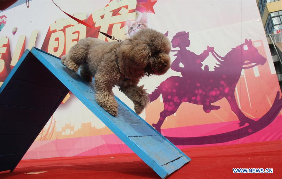 #CHINA-SHANDONG-DOG SHOW (CN)