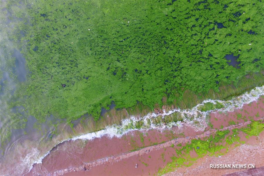 Нашествие зеленых водорослей в Циндао