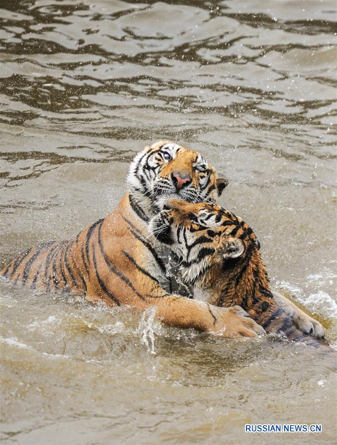 Уссурийские тигры резвятся в воде