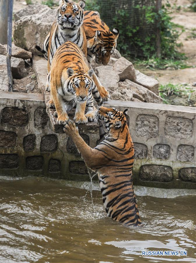 Уссурийские тигры резвятся в воде