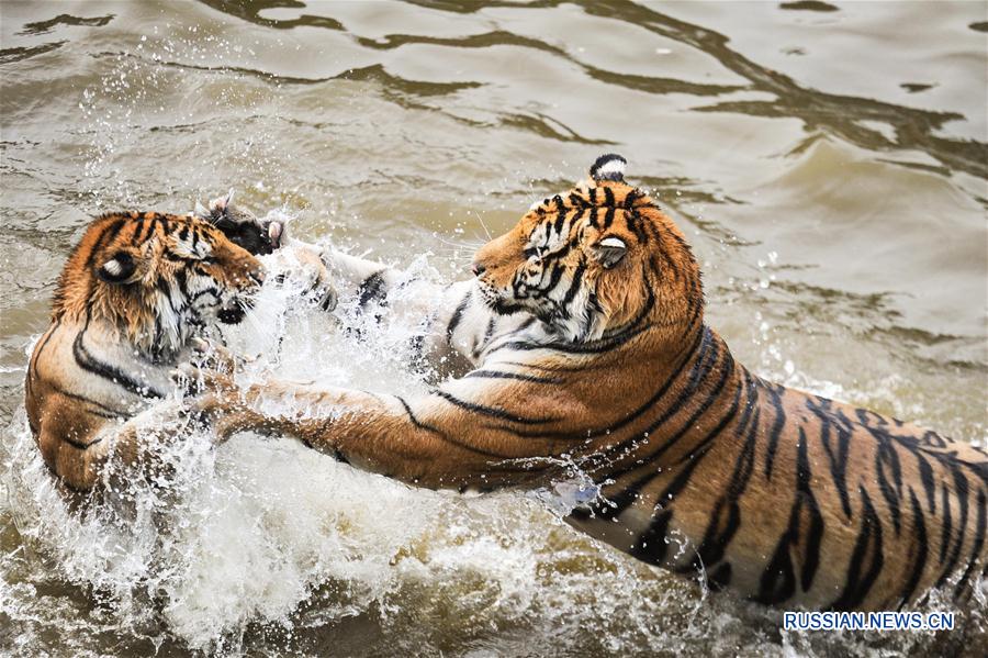 Уссурийские тигры резвятся в воде