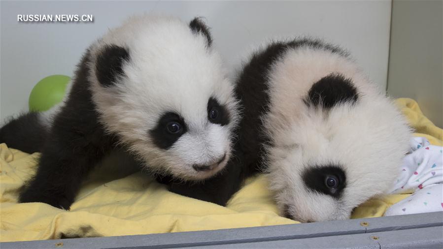 （外代一線）（2）美國亞特蘭大動物園為大熊貓雙胞胎命名