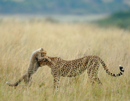 Победители фотоконкурса «National Geographic Photo Contest 2012»