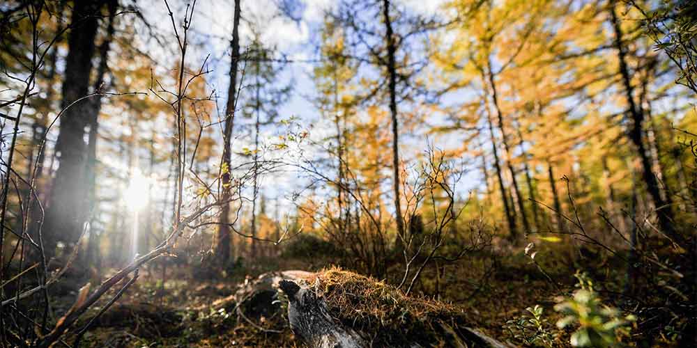 Осенние краски Большого Хингана